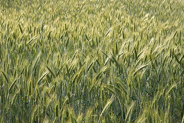 Image showing Wheat