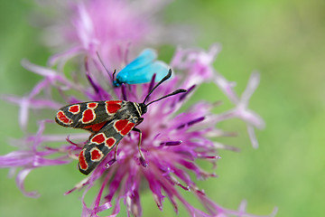 Image showing Butterfly