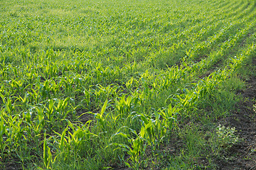 Image showing Agriculture