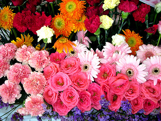 Image showing Vibrant Exhibition Flowers