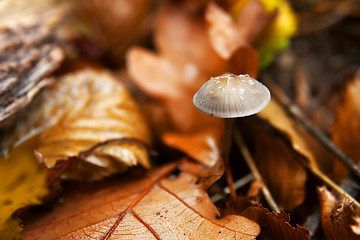 Image showing Mushroom