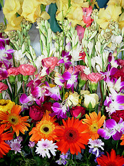 Image showing Vibrant Flowers