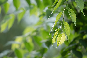 Image showing Leaves