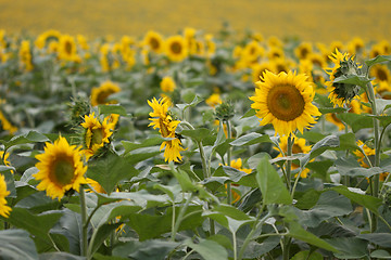 Image showing Sunflowers