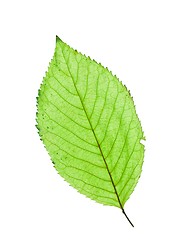 Image showing Leaf