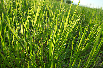 Image showing Grass