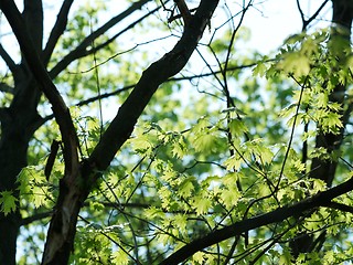 Image showing Leaves