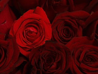 Image showing red roses