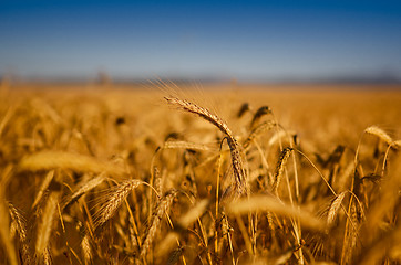 Image showing Wheat field