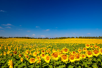 Image showing Sunflowers