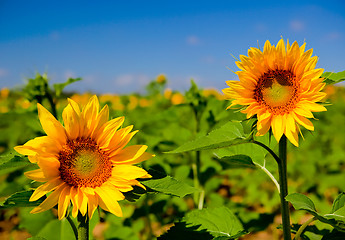 Image showing Sunflowers