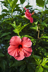 Image showing Red hibiscus flower