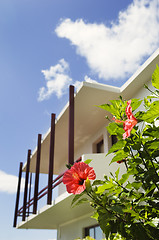 Image showing Red hibiscus flower