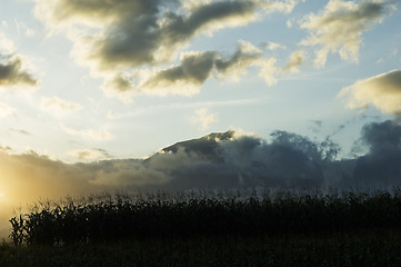 Image showing Corn field at sunset