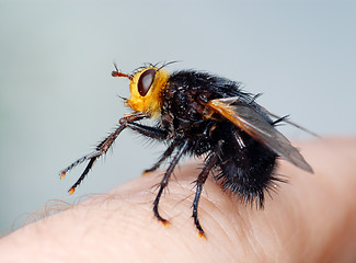 Image showing Black fly on my finger