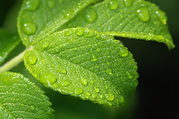 Image showing Leaf of wild rose with drops.