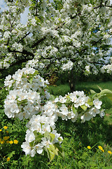 Image showing Blossoming apple tree