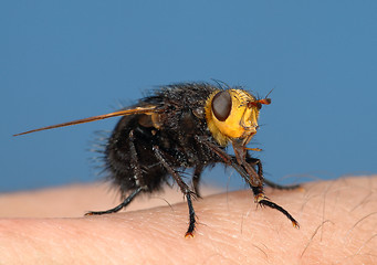 Image showing Black fly on my finger