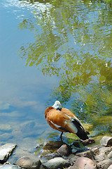 Image showing A colorful duck on the pond
