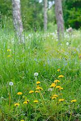 Image showing The grass on the edge of the forest