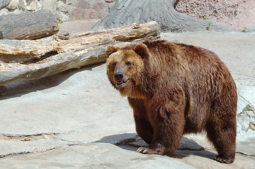 Image showing Brown bear