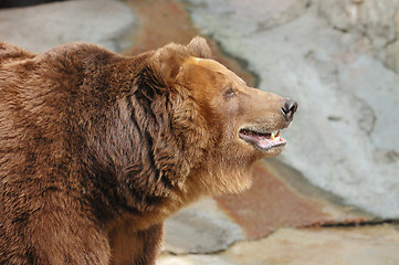 Image showing Brown bear