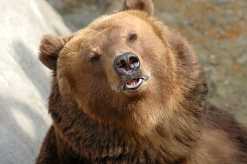 Image showing Brown bear