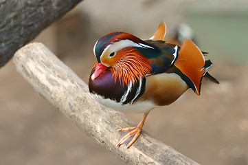 Image showing Mandarin duck (Aix galericulata)