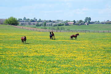Image showing Horses on flowering spring pasture 