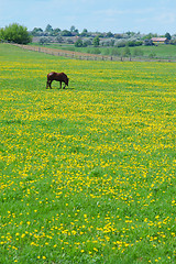 Image showing The horse on flowering spring pasture