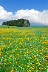 Image showing Blooming Spring Meadow