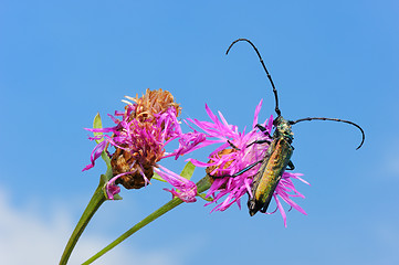 Image showing Longhorn beetle on a flower. 