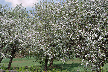 Image showing Several  blossoming apple trees