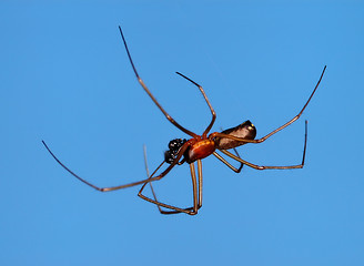 Image showing Spider