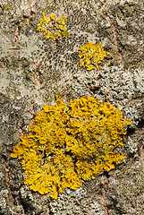 Image showing Lichen