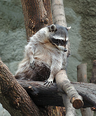 Image showing Raccoon