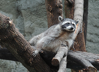 Image showing Raccoon