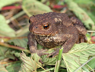 Image showing Gray toad (Bufo bufo)