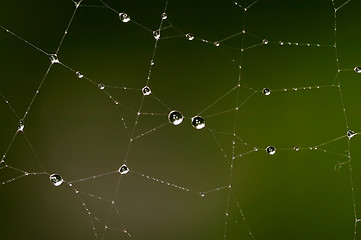 Image showing Drops on the web 