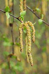 Image showing Flowers birch 