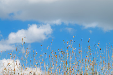 Image showing Grass and sky