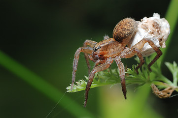 Image showing Spider with a cocoon.