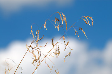 Image showing Grass and sky