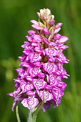 Image showing Spotted Orchis (Orchis maculata)