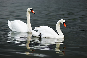 Image showing Two swans