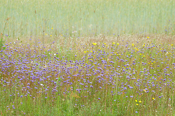 Image showing Flowers on the edge of the field