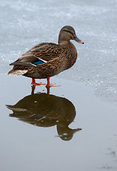 Image showing Duck in winter.