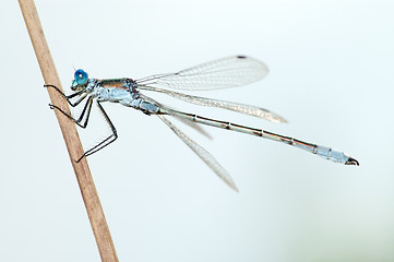 Image showing Dragonfly close