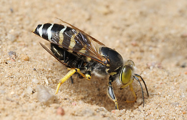 Image showing Wasp Bembex rostratus with prey
