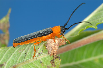 Image showing Longicorn beetle on green leaf